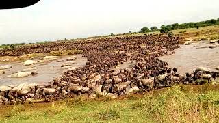 The great migration crossing mara river north serengeti [upl. by Oned]