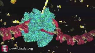 DNA Transcription Basic [upl. by Nodnerb]