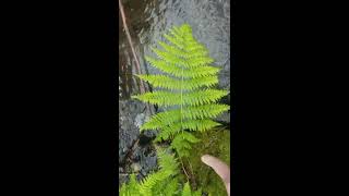 Lady Fern [upl. by Carrillo]