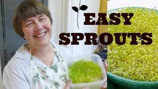 How to Sprout Sprouts Sprouting Made EASY [upl. by Innus370]