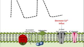 Mechanism of Action for Adenosine [upl. by Klenk656]