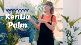 Kentia Palm  Top houseplants 🌴 [upl. by Acilejna]