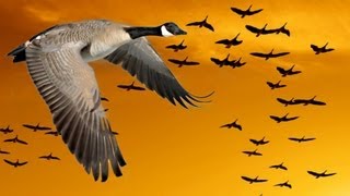 Wisdom of Geese Motivational [upl. by Scuram]