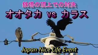 世界一可愛いハンター動物！テン！テンとネコ、オオタカの対決！ [upl. by Tansey]