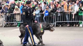 A Diary of Irish Wolfhounds on St Patricks Day [upl. by Ardnassak]