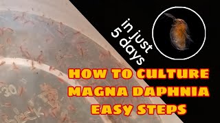 How to Culture Magna Daphnia Easily [upl. by Aridan]