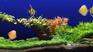 ★ Freshwater Aquarium ★ UHD Screensaver ★ 3 FishTanks ★ 60fps ★ [upl. by Hailey]