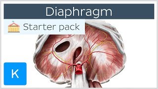 DIAPHRAGM PART 1 WITH CLINICAL ASPECTS  SANJOY SANYAL [upl. by Asus]