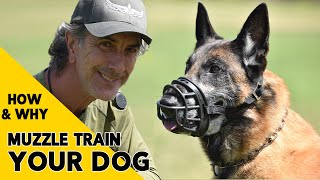 How and Why to MUZZLE Train Your DOG [upl. by Isla752]