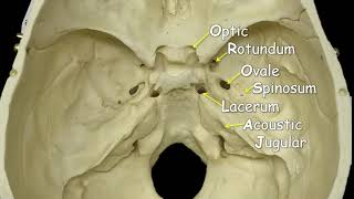 Cranial Foramina  Mnemonic Phrase [upl. by Eonak]