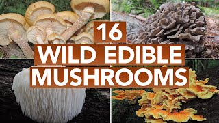 16 Wild Edible Mushrooms You Can Forage This Autumn [upl. by Znieh]