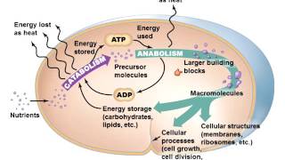 Microbial Metabolism Chapter 5 Part 1 of 2 [upl. by Chelsy279]