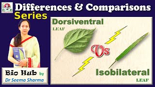 Dorsiventral Vs Isobilateral Leaf [upl. by Jess899]