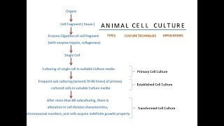 Animal Cell Culture [upl. by Ysirhc]