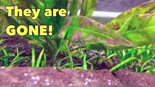 REMOVE Brown Algae from your Aquarium by DOING THIS [upl. by Aylsworth]