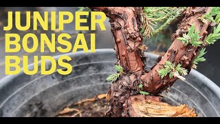 Spring Juniper Bonsai Buds  Eastern Leaf Quick Tips [upl. by Nivlen]