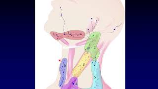 Neck  Palpation of lymph nodes [upl. by Crow]