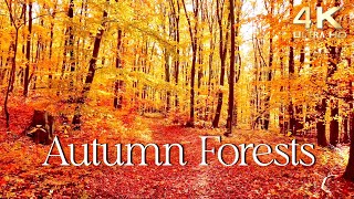 Enchanting Autumn Forests with Beautiful Piano Music  4K Autumn Ambience amp Fall Foliage [upl. by Anifares]