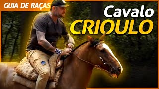 CAVALO CRIOULO O ORGULHO GAÚCHO  RICHARD RASMUSSEN [upl. by Iral]