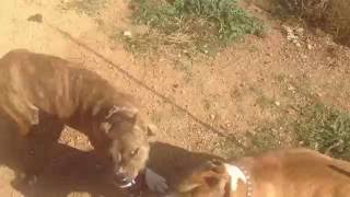 Pitbull Fight [upl. by Lurleen]