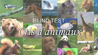 BLIND TEST  Cris danimaux [upl. by Hamforrd463]