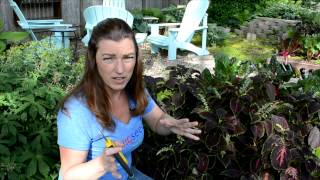 How to Trim Leggy Coleus Flowers [upl. by Freida]