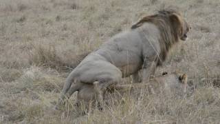 Mating Lions [upl. by Body]