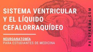 NEUROANATOMÍA Sistema Ventricular Y Líquido Cefalorraquídeo [upl. by Eivad]