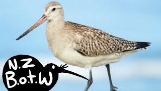 Bartailed godwit  New Zealand Bird of the Week [upl. by Ayin]