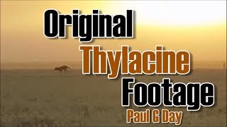 Original Thylacine Footage by Paul G Day [upl. by Ainocal]