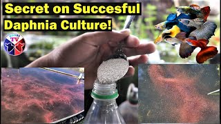 How to Culture Daphnia Successfully [upl. by Euqnom]