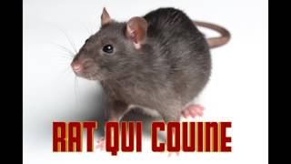 RAT qui COUINE le cri du RAT [upl. by Lyckman]