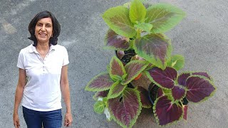 Growing Coleus from Seeds with all updates [upl. by Gonzalo]