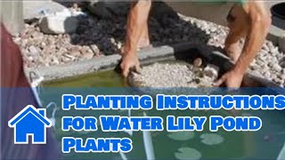 Care of Lilies  Planting Instructions for Water Lily Pond Plants [upl. by Suirtemed935]