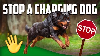 How to Stop a Charging Dog MUST WATCH [upl. by Sakmar]