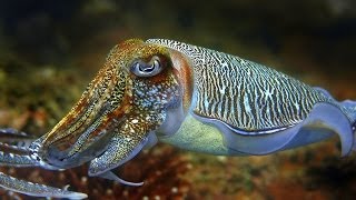 Cuttlefish  the King of Camouflage [upl. by Kcirrag641]