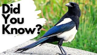 Things you need to know about MAGPIES [upl. by German124]