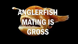 Anglerfish Mating is Pretty Gross Guys [upl. by Htebsil605]