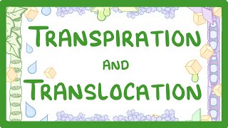 GCSE Biology  Transport in plants  Translocation Phloem and Transpiration Xylem 51 [upl. by Norbie349]