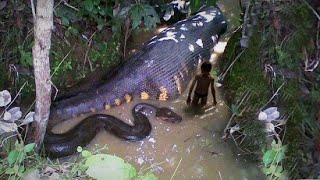 TOP 10 ANIMALES MÁS LETALES DEL AMAZONAS [upl. by Nnywg]