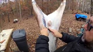 Deer Skinning with a GASTON knife [upl. by Drofwarc725]