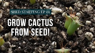 How To Grow Cactus From Seed  Starting Seeds Ep1 [upl. by Keviv523]