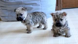 Wayne Weavers Cairn Terrier Pups [upl. by Ciapas]