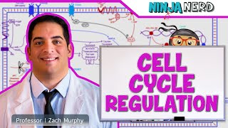 Cell Biology  Cell Cycle Regulation [upl. by Uase]