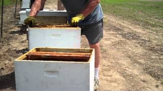 How to split a Beehive Easiest method by Tim Durham [upl. by Ericksen]