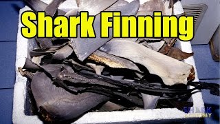 Shark Finning  SHARK ACADEMY [upl. by Gitel]