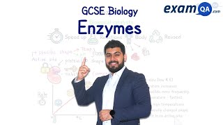 Enzymes  KS3 amp GCSE Biology [upl. by Benioff]