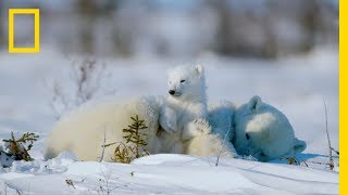 The Life of a Baby Polar Bear  Ep 4  Wildlife The Big Freeze [upl. by Shanan]