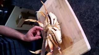 Humane dungeness crab kill [upl. by Aissak]