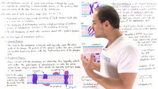 Integral and Peripheral Membrane Proteins [upl. by Vasili]